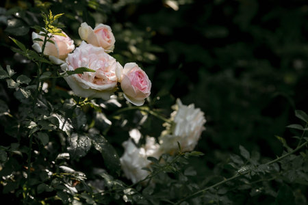 Light Pink Flower of Rose 'Rosa Canina' in Full Bloom