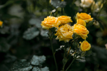 Beautiful yellow roses in garden, closeup. Space for textの写真素材