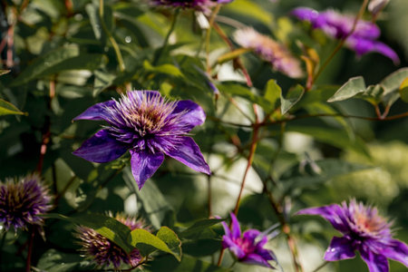 Purple clematis flowers in the garden on a sunny dayの写真素材
