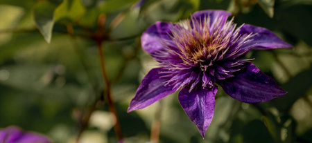 Purple clematis flower on a green background in the gardenの写真素材