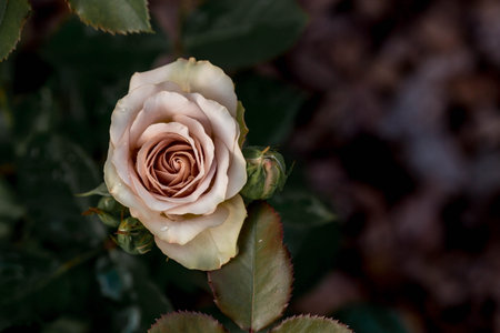 White rose in the garden on a dark background. Close-up.の写真素材