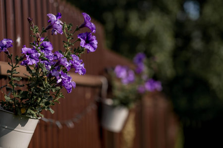 Purple petunia flowers in a pot on a wooden fence backgroundの写真素材