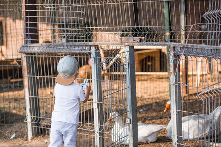A boy in a white T-shirt and a hat looks at a chicken cage.の写真素材