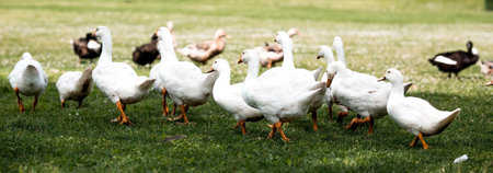 White geese walk on the green grass in the park. selective focusの写真素材