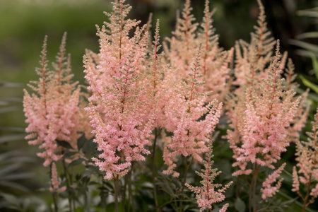 pink flowers in the garden, beautiful nature background, selective focus
