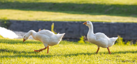 Two white geese walking on the grass in the park. Close-up.の写真素材