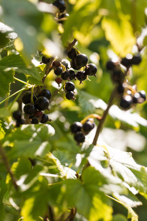 Ripe black currant berries on a branch in the garden.の写真素材