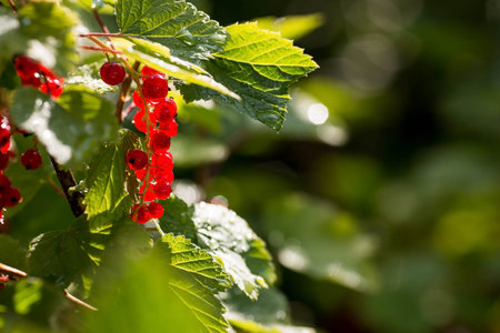 Red current berries on a branch with green leaves in a summer garden.の写真素材