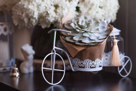 A succulent on a decorative bicycle and a bouquet of white hydrangeas and astilba. Interior in Provence style. A concept for a flower shop or home comfort and decor in the house.の写真素材