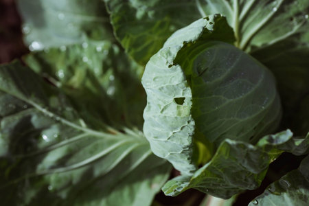 Close-up of a green cabbage growing in a vegetable garden.の写真素材