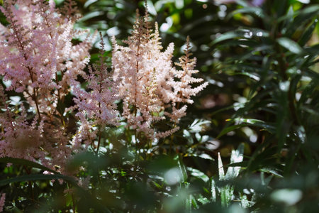 Beautiful pink astilbe flowers in the garden. Selective focus. Nature.の写真素材