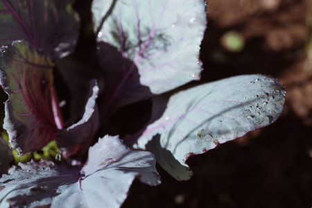 Purple cabbage grows in the garden. Selective focus. Nature.