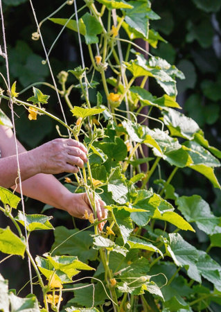 Gardening, harvesting for a healthy diet. Growing cucumbers in a greenhouse. Plant stems, green...