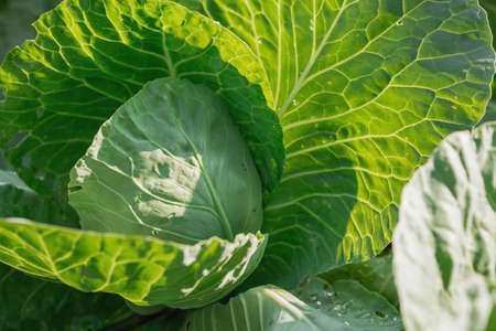 Cabbage, organic vegetable garden without chemicals. Cabbage leaves are tied into a head. close-up. Formation of cabbage leaves into a head.の写真素材