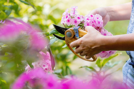 Woman gardener cutting flowers in the garden. Gardening concept.の写真素材