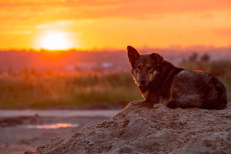 A stray dog is lying on the sand. A beautiful sad big dog sadly looks at the sunset with sad eyes. A...