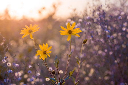 Jerusalem Artichoke Sunflower blooms in August on the field at sunset. soft light. Close-up of flowers opposite the sun.の写真素材
