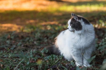 Beautiful cat sitting on the grass in the park at sunset.の写真素材