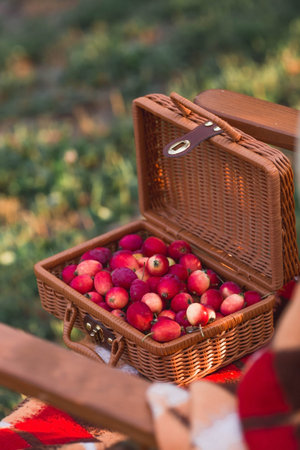 Wicker basket full of red apples on a picnic blanket in the garden