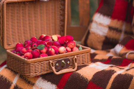 Wicker basket with red apples on a plaid. Autumn harvest.