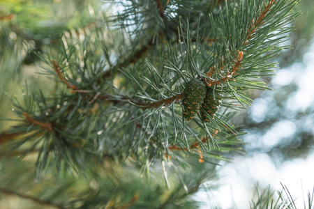 Pine branch with cones on blurred background, closeup. Space for text