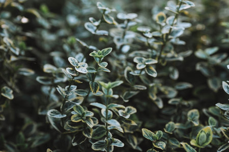 Green leaves in the garden close-up. Nature background. High quality photoの写真素材