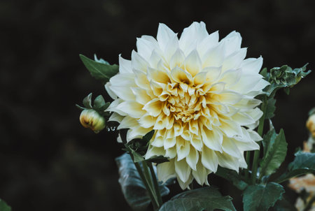 Beautiful white dahlia flower in the garden. Selective focus.の写真素材