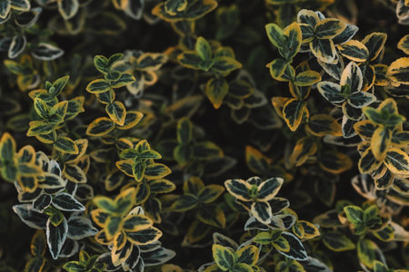 The background image is green. Natural, environmentally friendly natural background. Texture of...