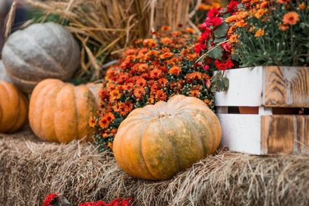 Decorative pumpkins from the Golden autumn festival in Moscow, near red square, the Kremlin....