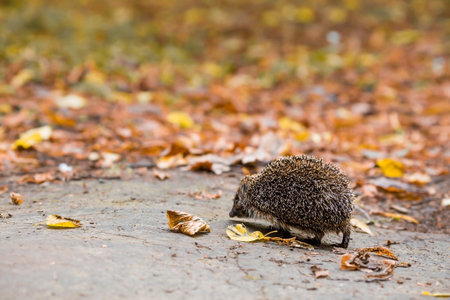 Animals and the environment. hedgehog. Wild, local, European hedgehog in autumn in the park., Scientific name: Erinaceus Europaeus. Blurred background.の写真素材