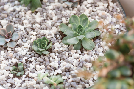 indoor, home gardening and crop production. A lot of indoor plants growing in flower pots on the...