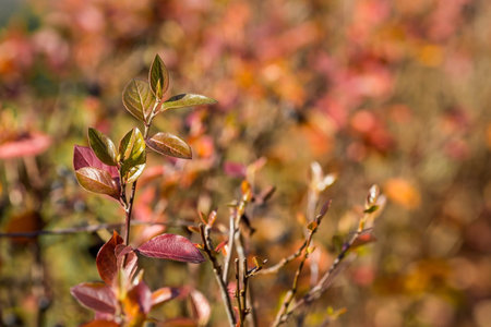 The background image is warm yellow, orange. The texture of autumn leaves. Natural, environmentally friendly natural background. A copy of the place for the text.の写真素材