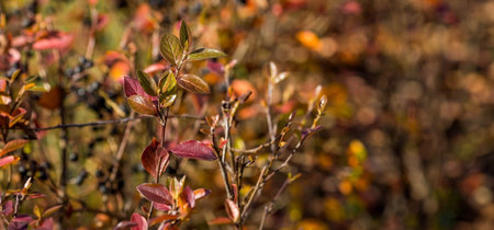 The background image is warm yellow, orange. The texture of autumn leaves. Natural, environmentally friendly natural background. A copy of the place for the text.の写真素材