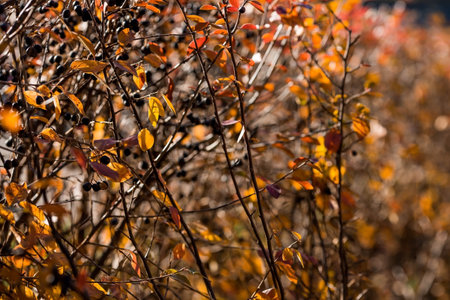 The background image is warm yellow, orange. The texture of autumn leaves. Natural, environmentally friendly natural background. A copy of the place for the text.の写真素材