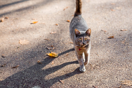 A young gray domestic cat in a red collar in the park. A cat outside on a sunny day. Walking pets.の写真素材