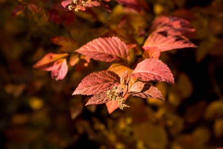 The background image is warm yellow, orange. The texture of autumn leaves. Natural, environmentally...