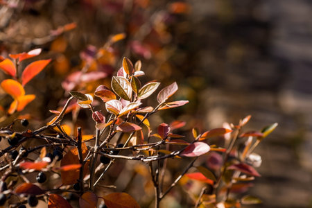 The background image is warm yellow, orange. The texture of autumn leaves. Natural, environmentally...