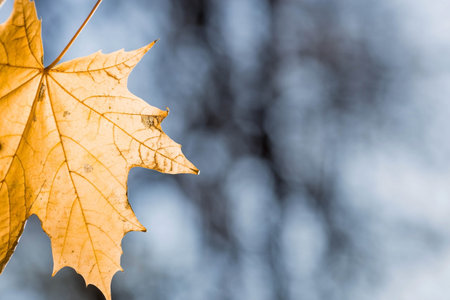 The background image is warm yellow, orange. The texture of autumn leaves. Natural, environmentally...