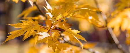 The background image is warm yellow, orange. The texture of autumn leaves. Natural, environmentally friendly natural background. A copy of the place for the text.の写真素材