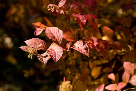 The background image is warm yellow, orange. The texture of autumn leaves. Natural, environmentally friendly natural background. A copy of the place for the text.の写真素材