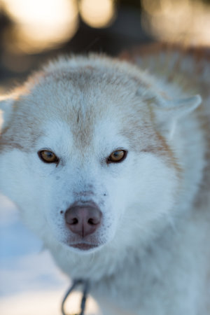 Portrait of a beautiful beige and white Siberian husky, close-up in winter on the background of fir trees. Russia, Republic Of Kareliaの写真素材