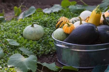 Colorful decorative pumpkins. Halloween decor with various pumpkins and flowers. Autumn crop, gather or harvest.の写真素材