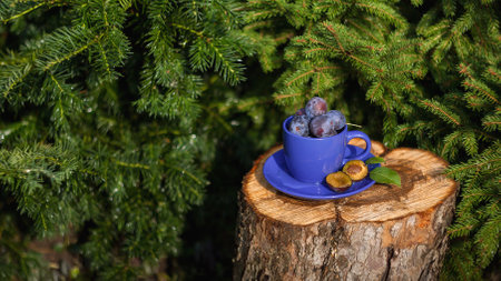 Fresh blue plums in a bright blue Cup outdoors. autumn garden. Sunny background. beautiful bokeh. Autumn crop, gather or harvest.の写真素材