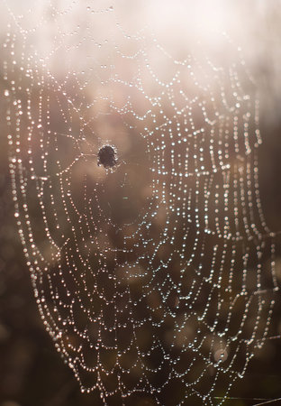 Close up macro shot of a European garden spider (cross spider, Araneus diadematus) sitting in a...