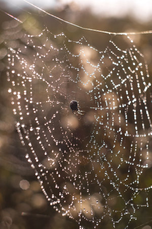 Close up macro shot of a European garden spider (cross spider, Araneus diadematus) sitting in a spider web.の写真素材