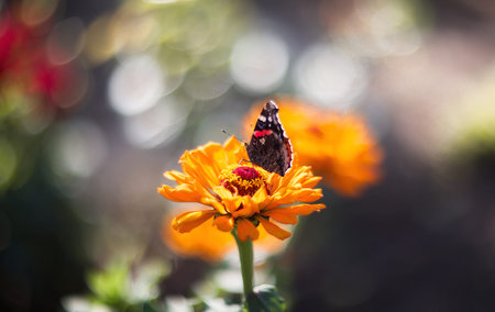 Butterfly on beautiful flowers in autumn garden.