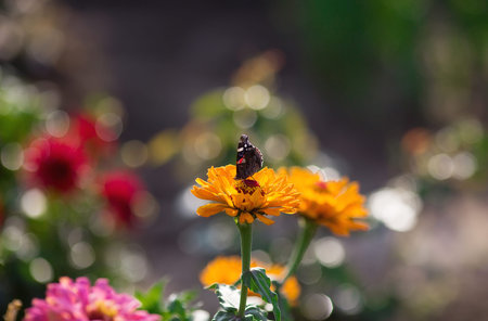 Butterfly on beautiful flowers in autumn garden.