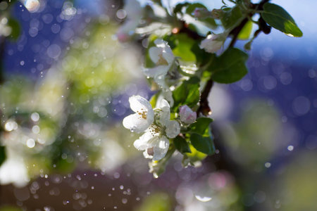 springtime. Beautiful blooming apple tree on the background of bokeh from the water. Garden and vegetable garden. A postcard.の写真素材
