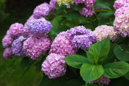 Summer photo or background with multicolored flowers. Beautiful nature scene with a flowering tree....