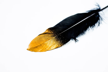 Banner. Stylish black and gold feather. Pattern with black feathers on an isolated white background. The view from the top. flatly.の写真素材